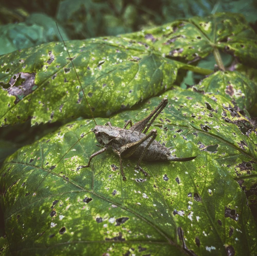 На природной ладоне