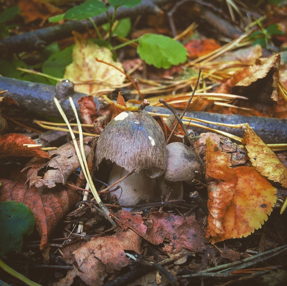 Не попадут в лукошко
