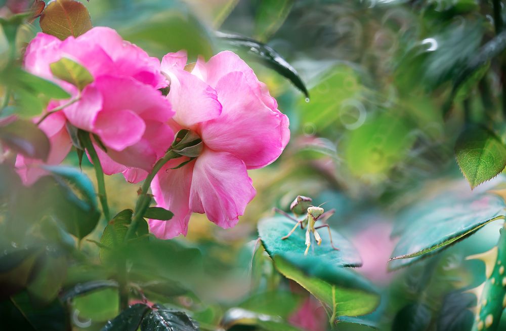 "Beautiful and dangerous"