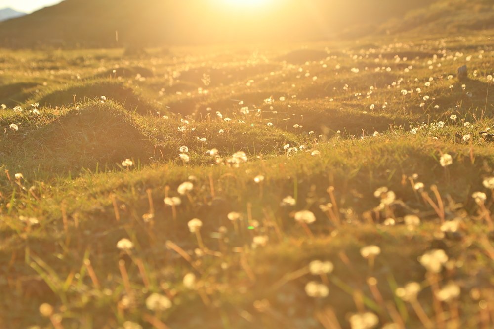 Вино из одуванчиков