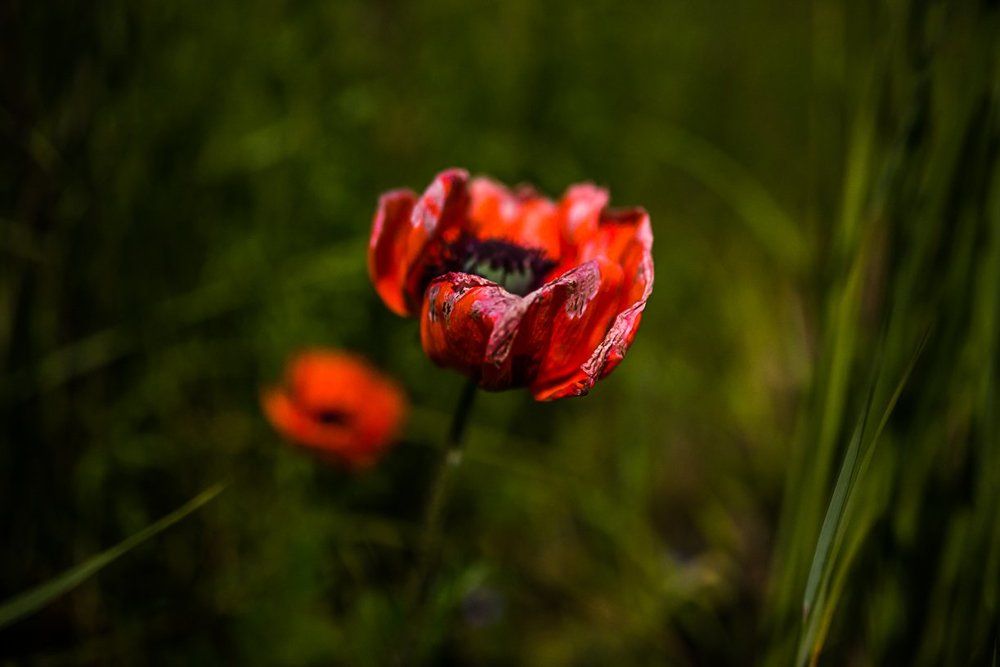 Аленький цветочек.