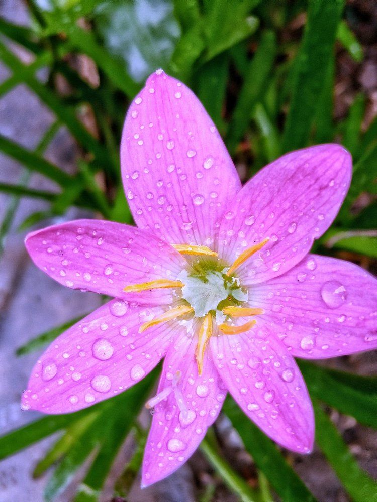 Beauty of blossom