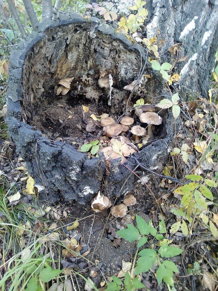Лесное лукошко.