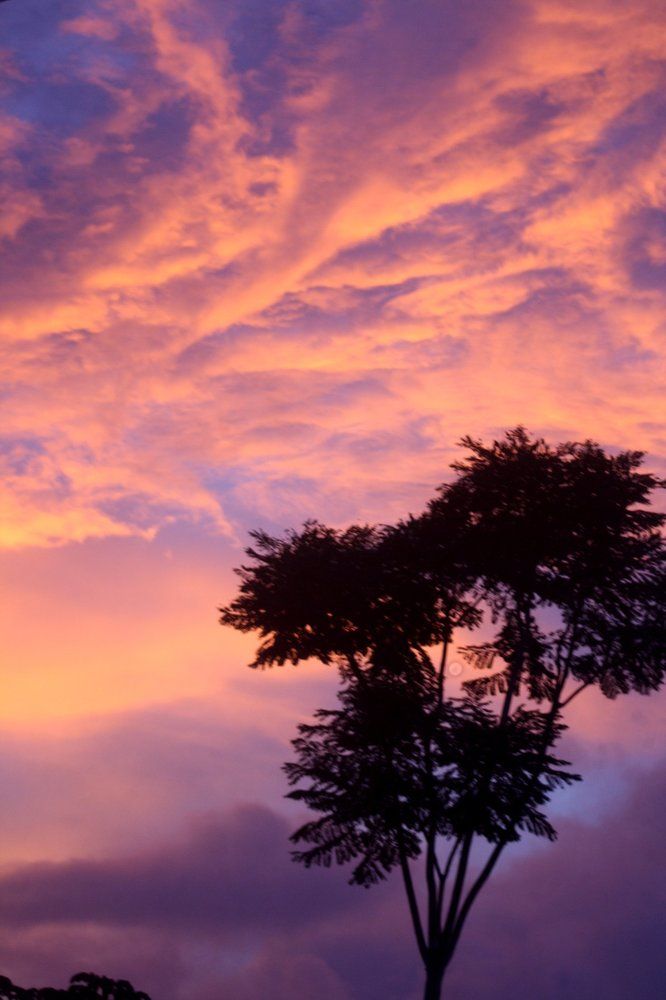 sunset in the jungle