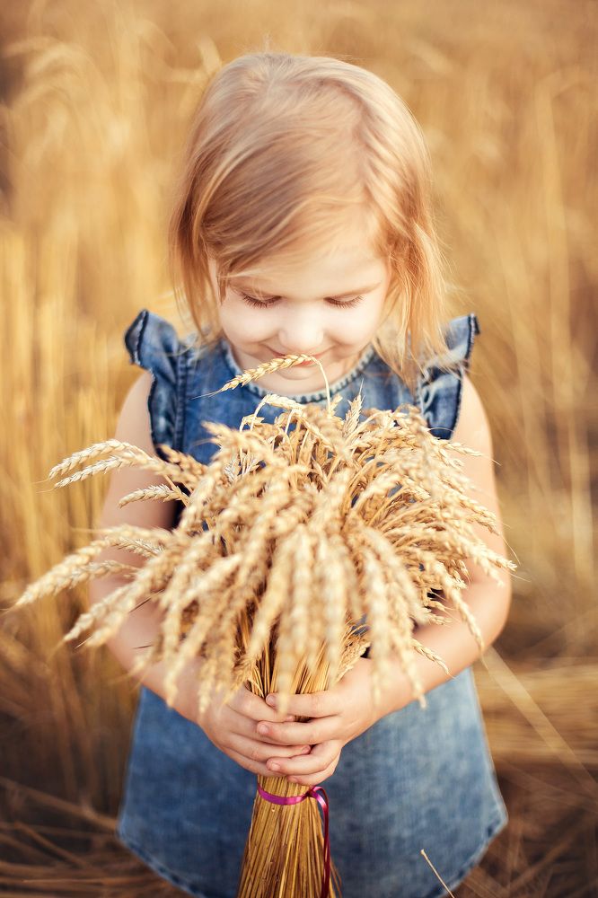 Когда поспевает пшеница