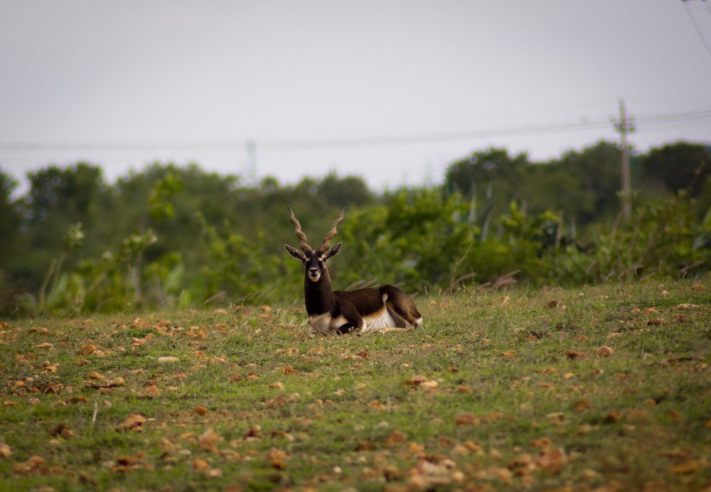 Black buck