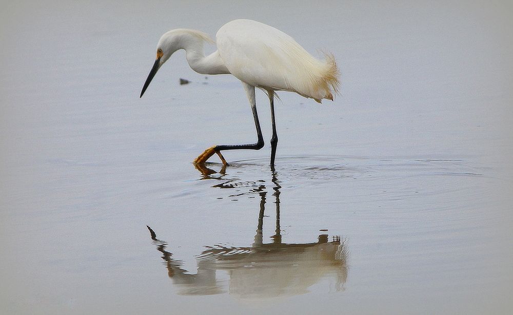 White egret