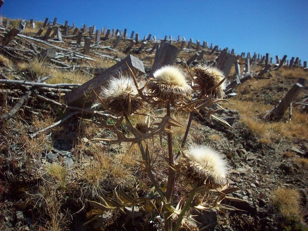 Photograph by Георги Колев