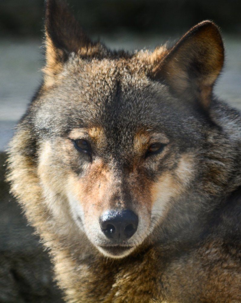 Волчий взгляд