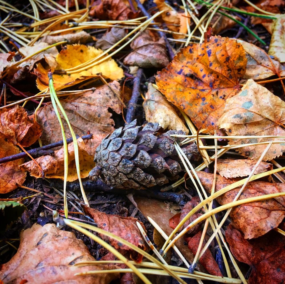 Подножие леса в сентябре