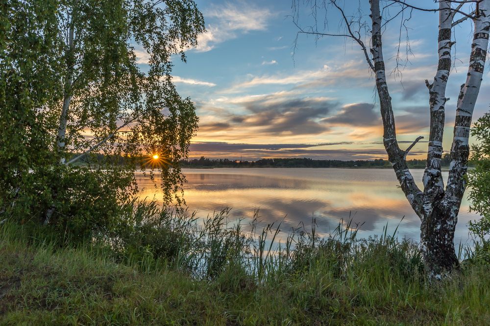 У засохшей берёзы