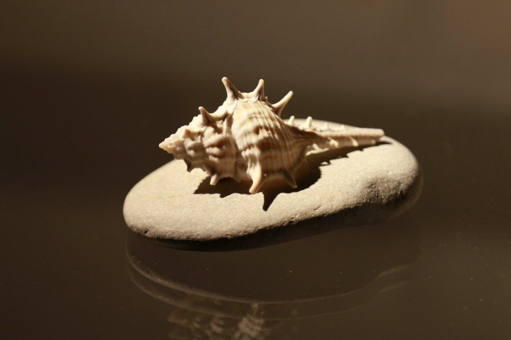 таинственный зверь:)