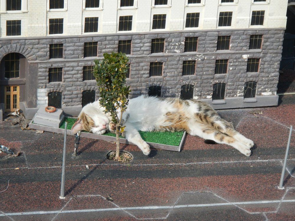 participants in city life
