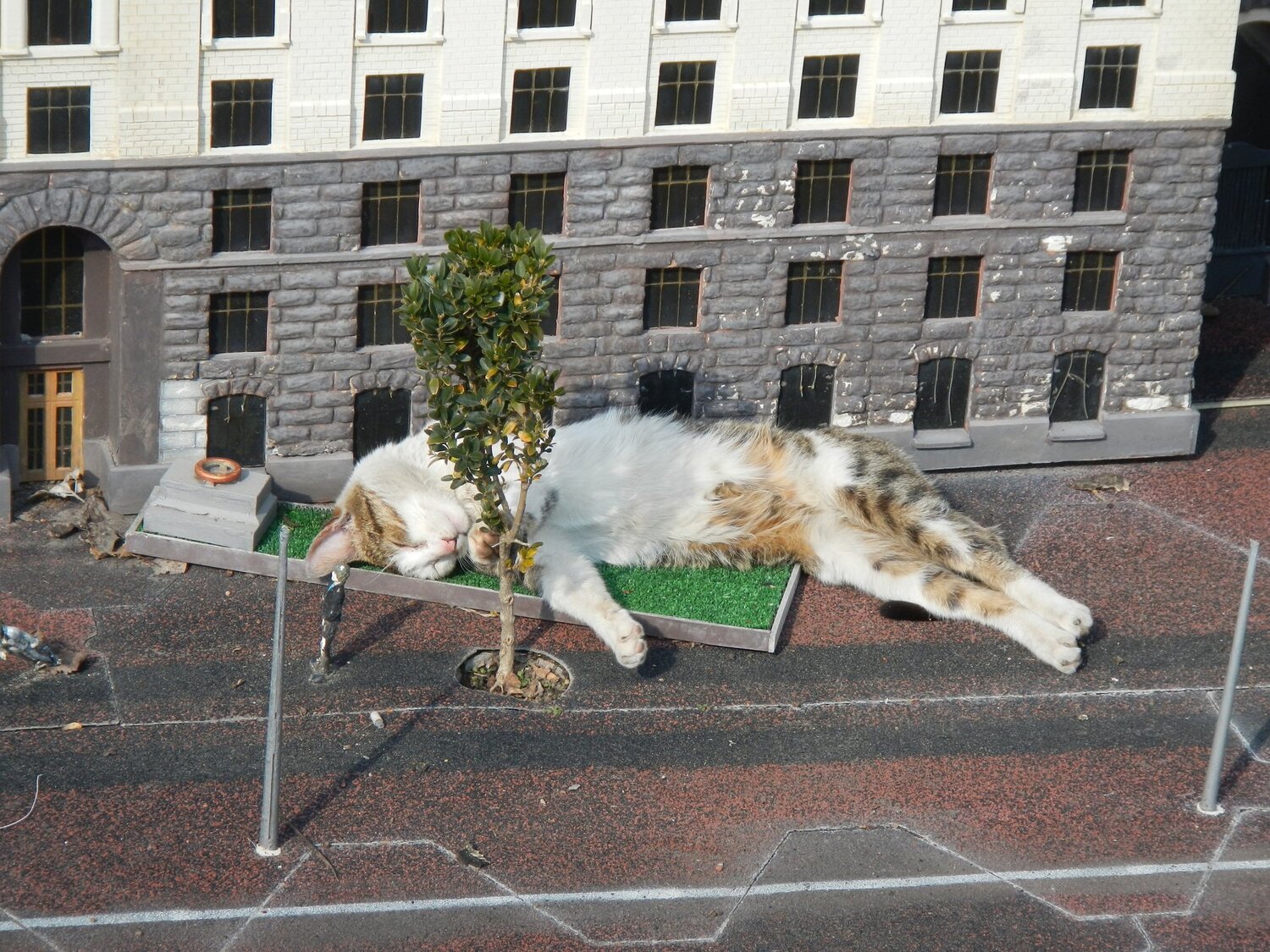 participants in city life