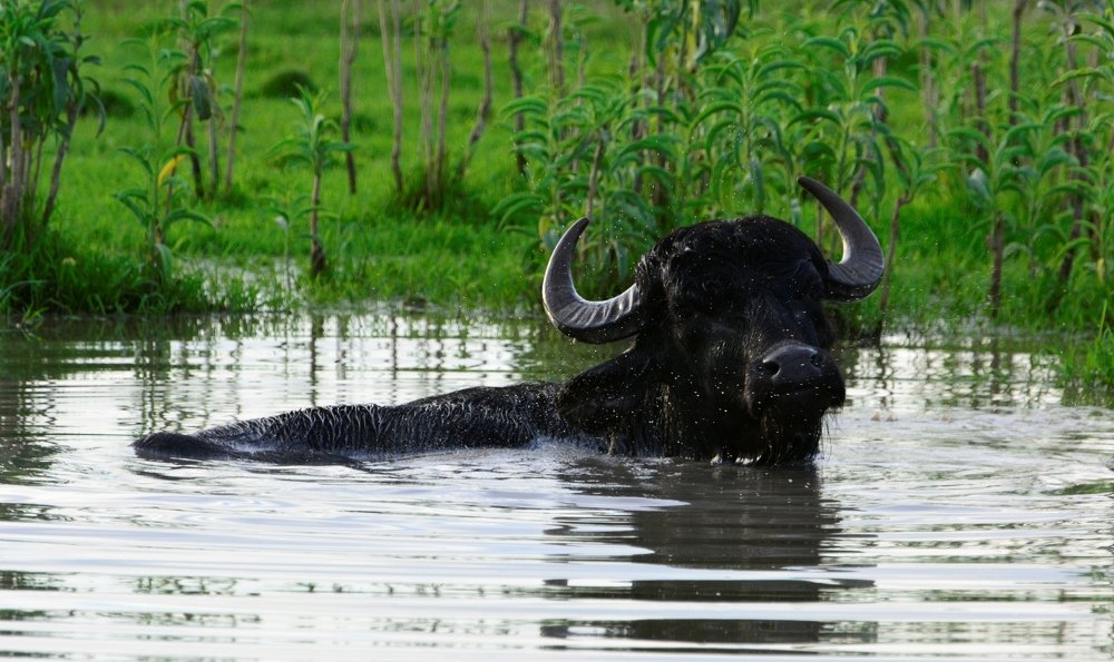 water buffalo