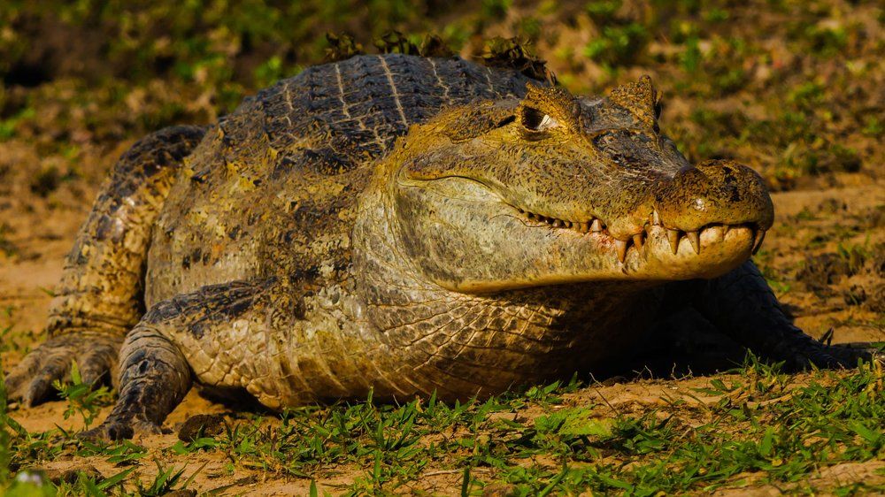 Caimán Llanero o Cocodrilo del Orinoco