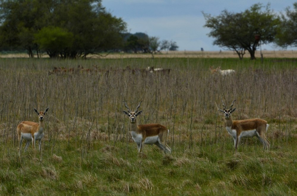 blackbuck