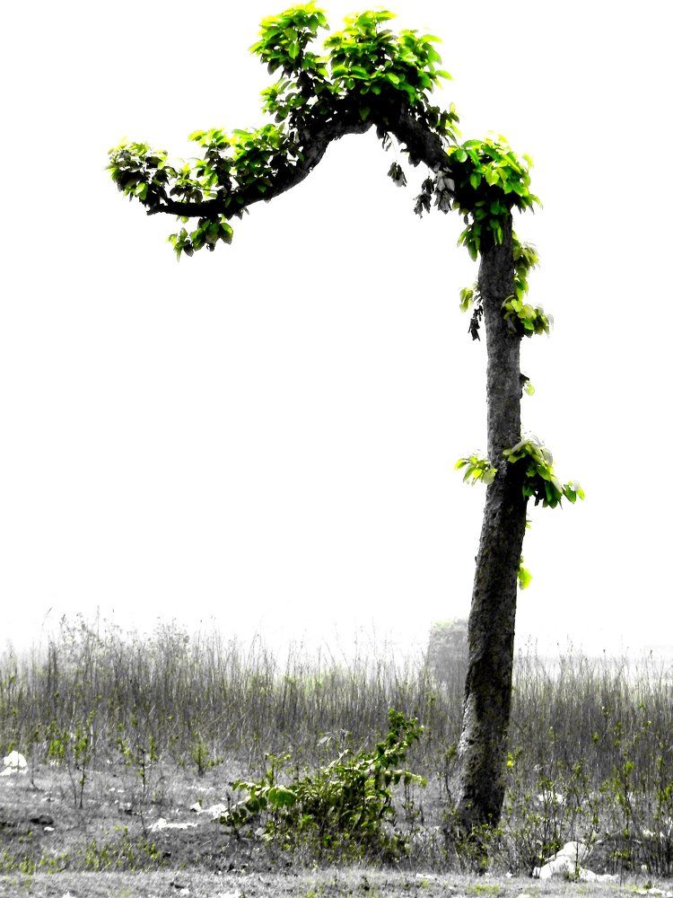 Hope And Gloom