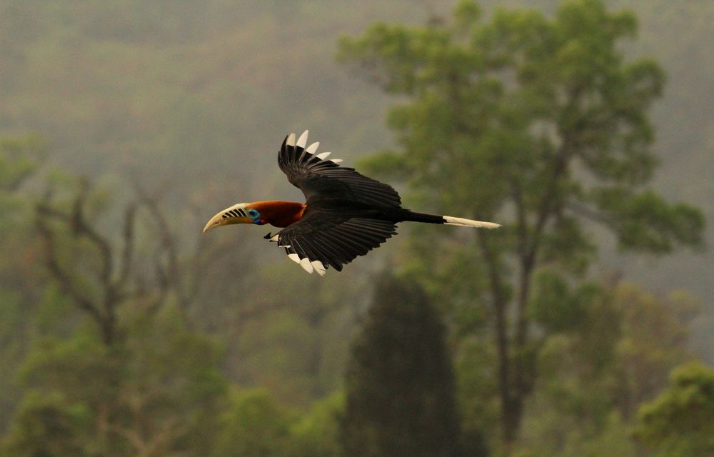 Rufous-necked hornbill.
