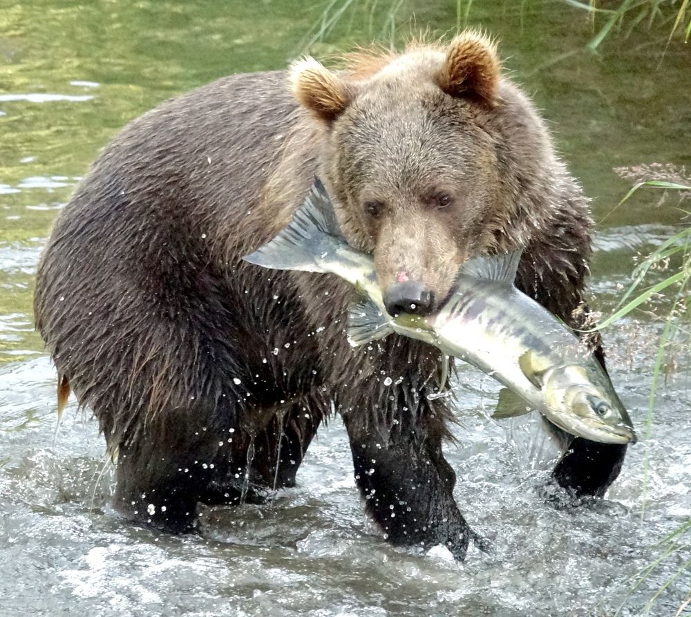 Fishing bear