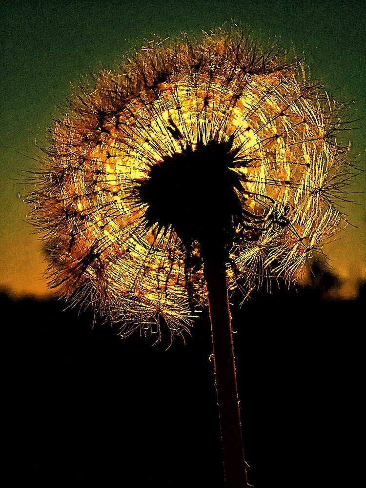 В цвете заката...