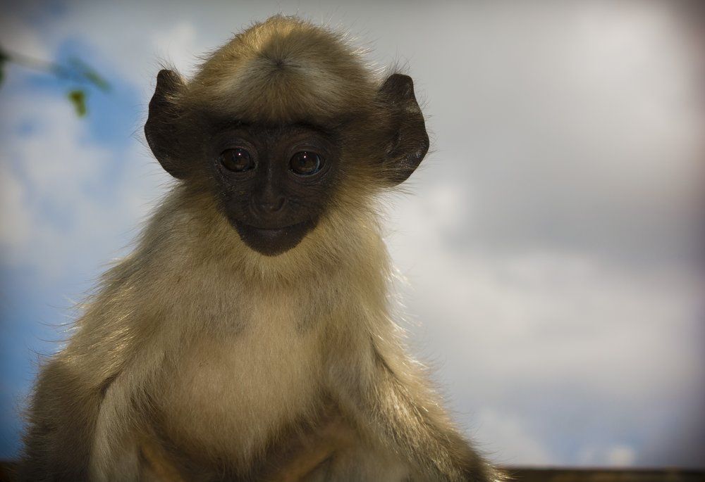 Gray langur baby