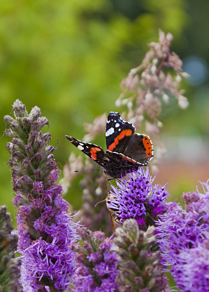 colorful butterflies on purple flowers.