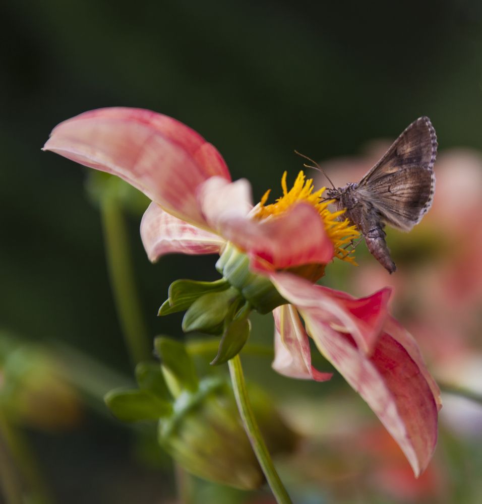 gray night-butterfly on a pink blossom