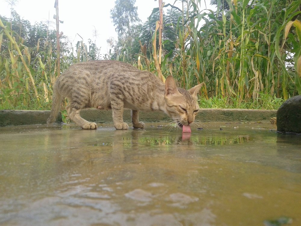 Thirsty Cat