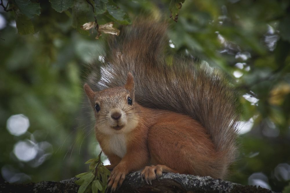 Чего уставился, угощай!