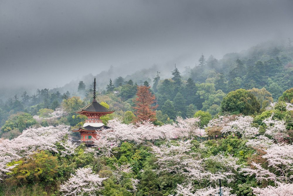 Mystery in cherry blossoms