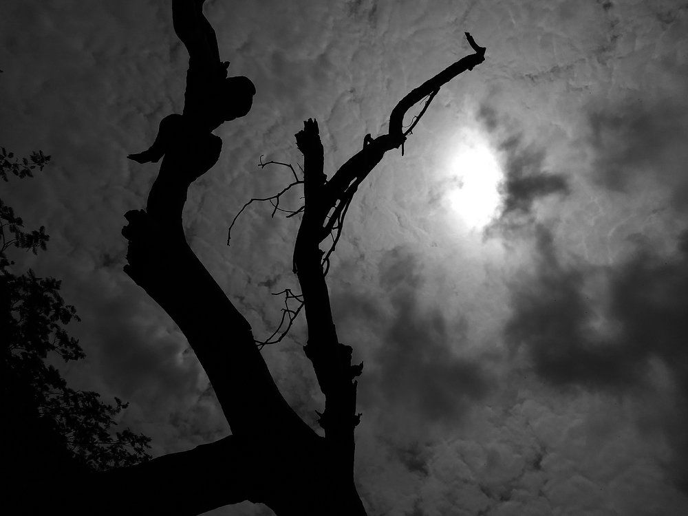 Looking up to the sun