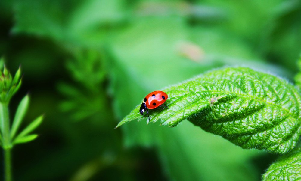 обворожительная божья коровка