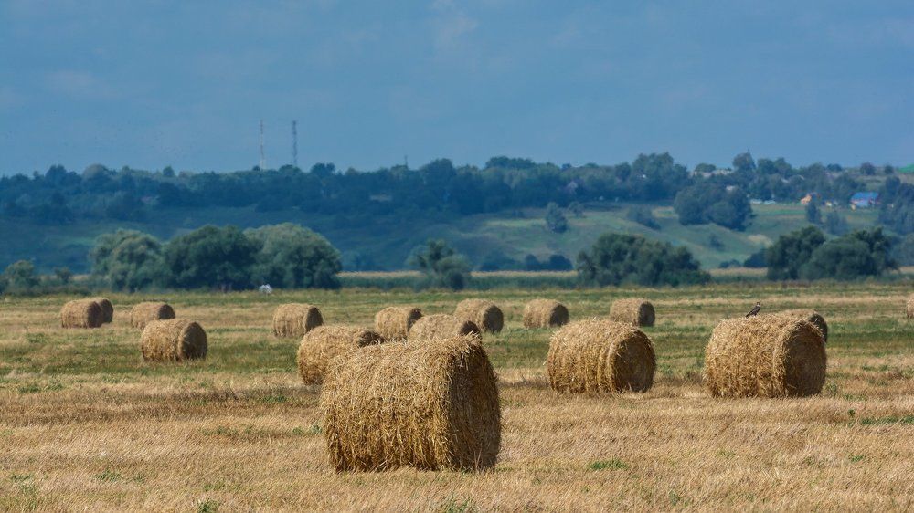 Поле, русское поле...