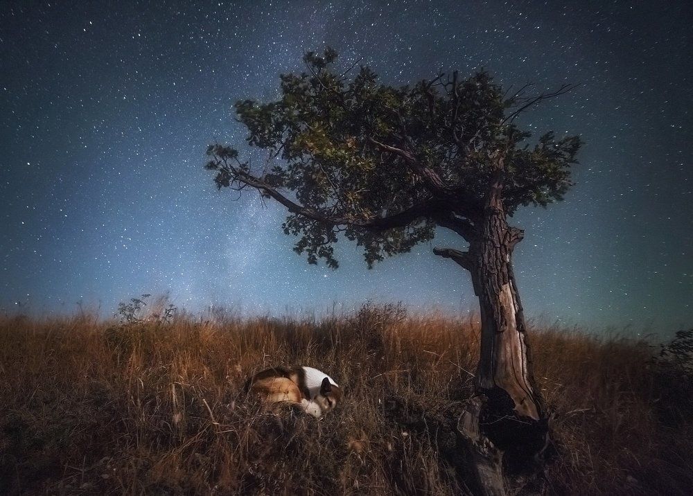 Сказочные сны