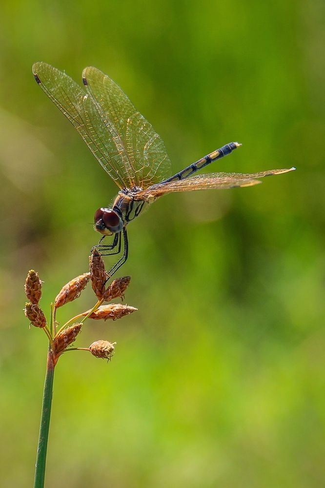 Dragon fly