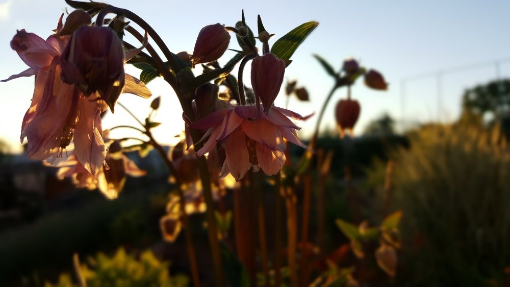 расцвет жизни