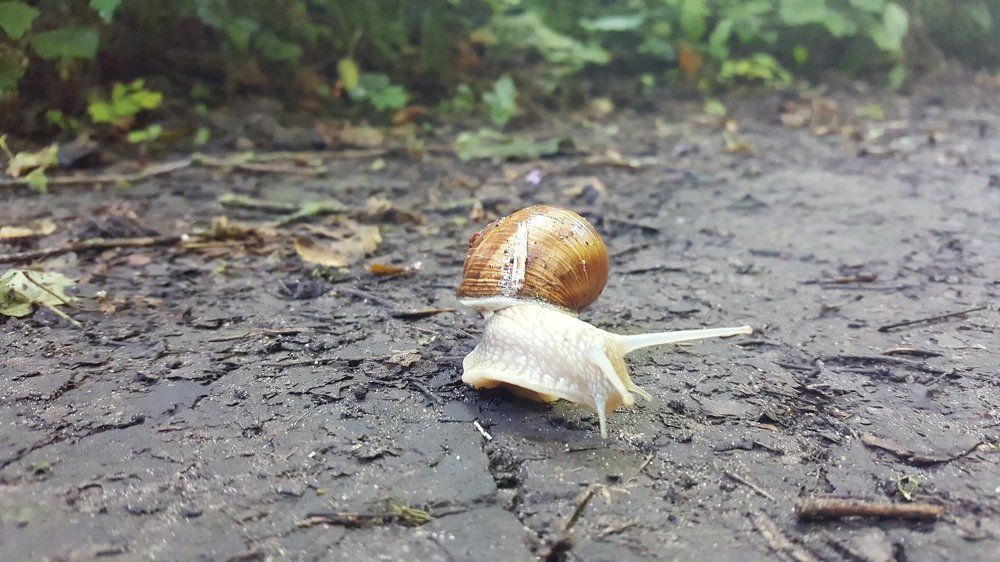 snail