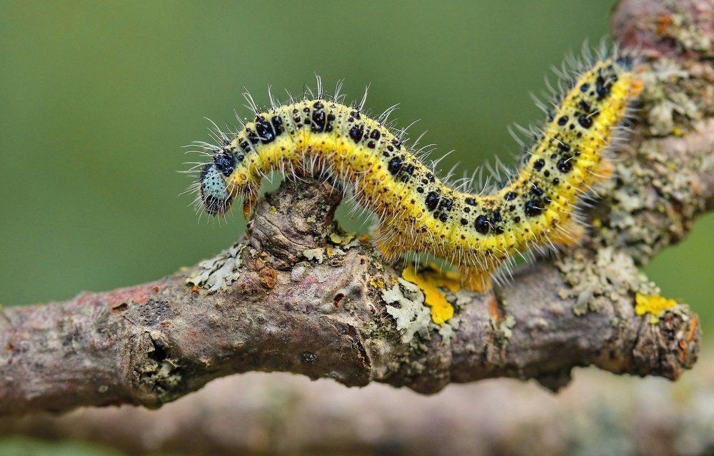 Photograph by Игорь Осипов