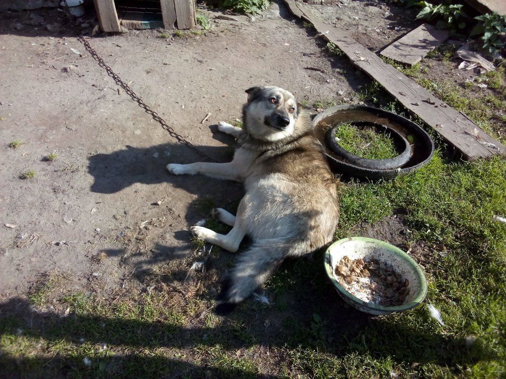 Бобик