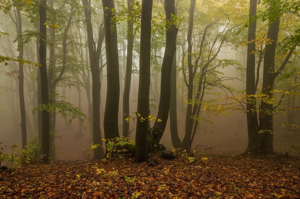 Photograph by Todor Todorov