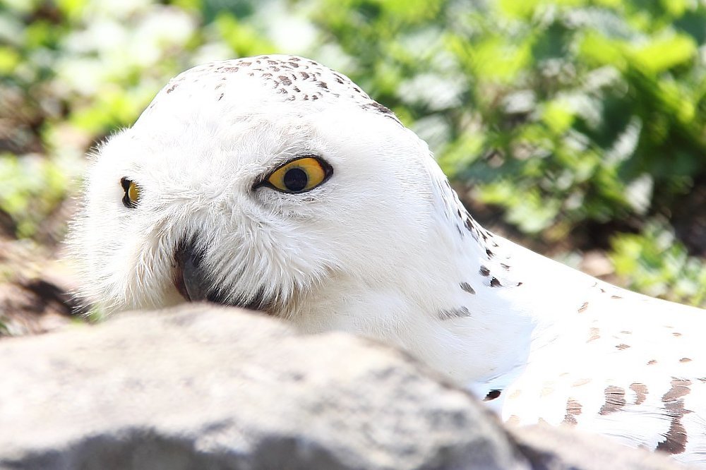 В прошлой жизни я была моржом...