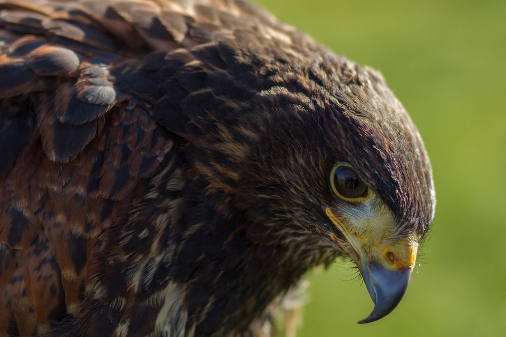 Harris Hawk