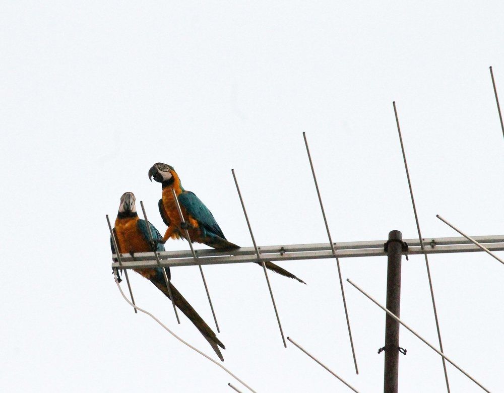 guacamayo azulamarillo (Ara ararauna)