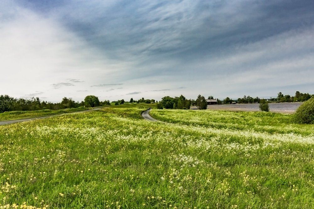 Разнотравье...