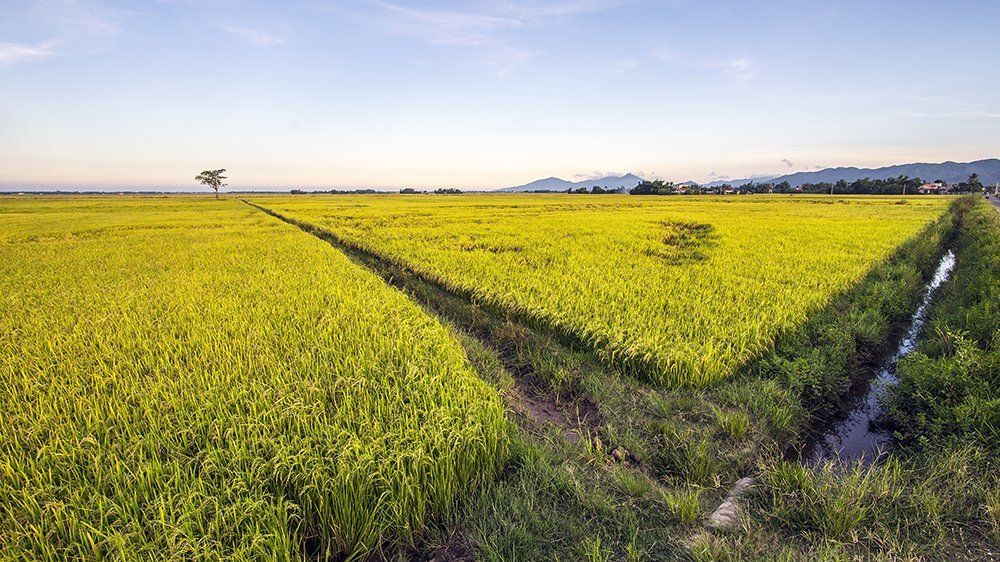 Rice field