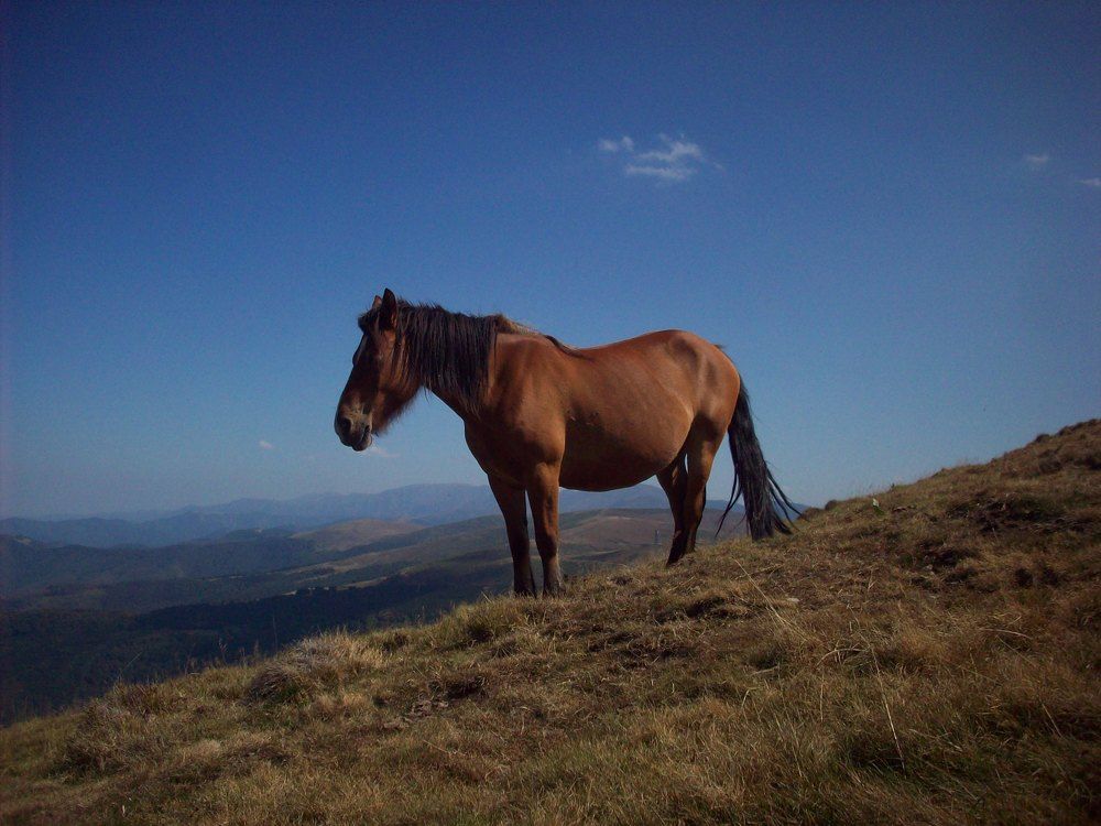 Photograph by Георги Колев