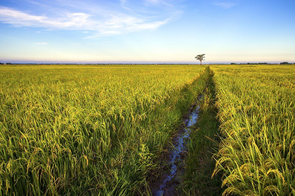 Rice field 2