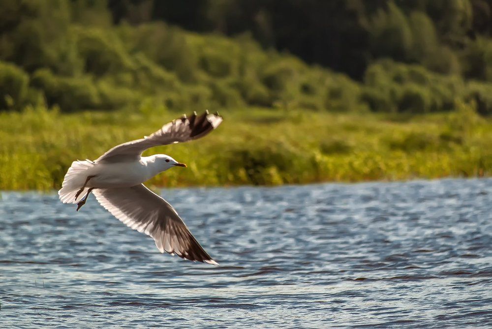 Беломорская чайка.