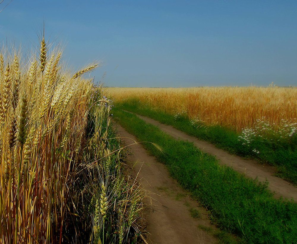 пшеница созревает....